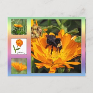 Postcard – Orange Calendula Flowers