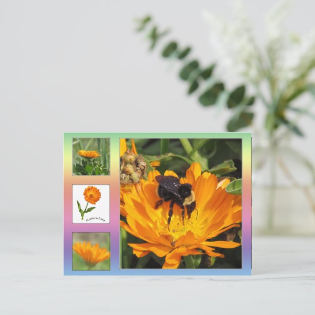 Postcard – Orange Calendula Flowers (Standing Front)