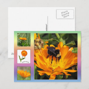 Postcard – Orange Calendula Flowers