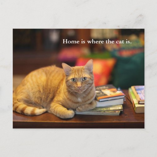 Postcard Orange Cat