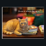 Postcard Orange Cat<br><div class="desc">Say it with a postcard of an orange cat with text that says: Home is where the cat is.
About the photo
This is Oscar. He's a rescue cat. When he is not busy trying to escape the house he enjoys watching his humans closely.</div>