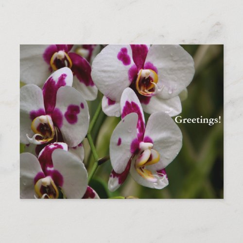 Postcard _ Orchid