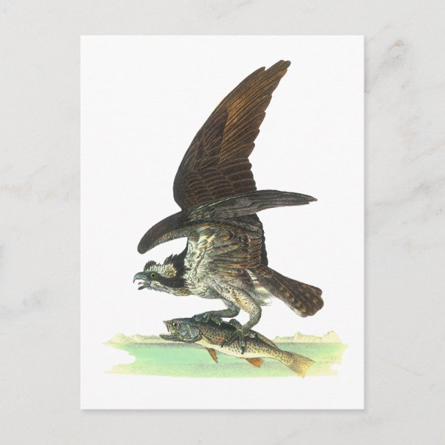 Postcard: Osprey - John Audubon Postcard (Front)