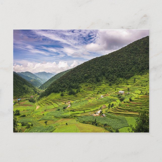 Postcard Paddy fields of Nepal (Front)