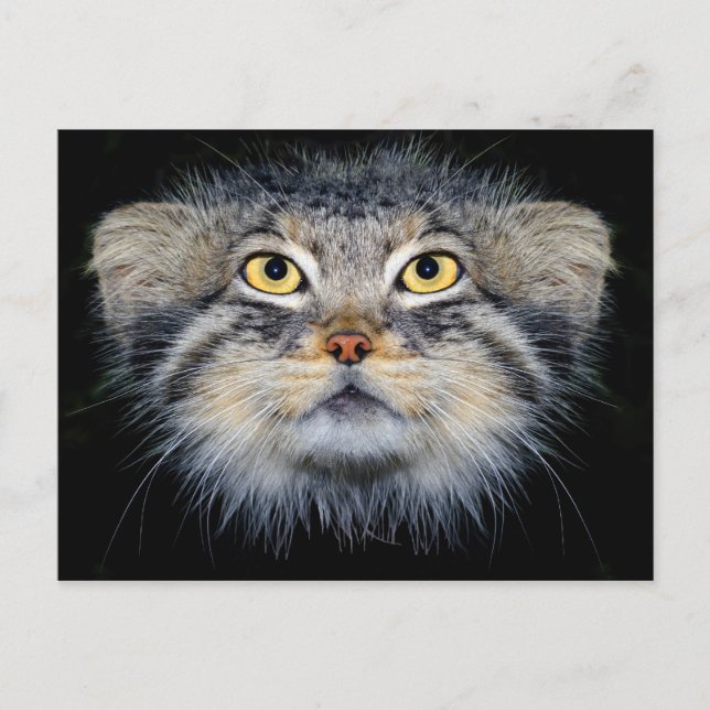 Postcard - pallas' cat (Front)