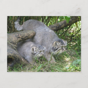 Postcard - Pallas's cat