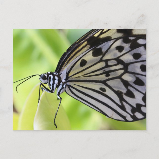 Postcard/Paper-Kite Butterfly Postcard (Front)