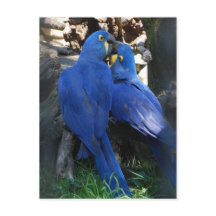 postcard _ parrots