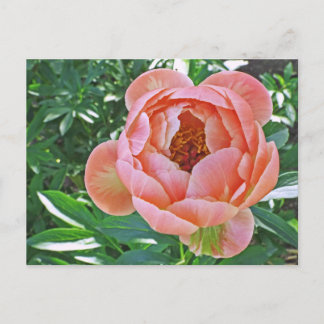 postcard, "PEACHY PINK PEONY" Postcard