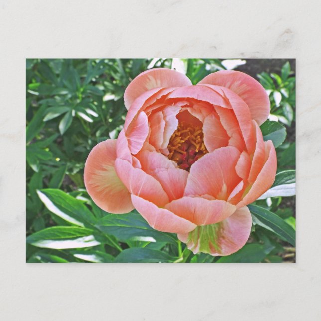 postcard, "PEACHY PINK PEONY" Postcard (Front)