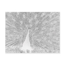 Postcard - Peacock to Color