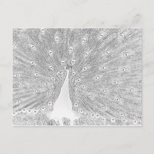 Postcard - Peacock to Color (Front)