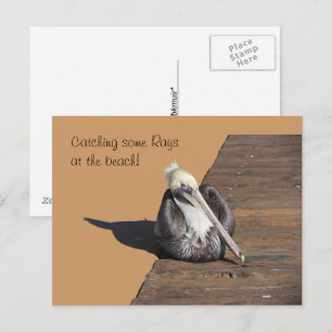 Postcard - Pelican on Pier