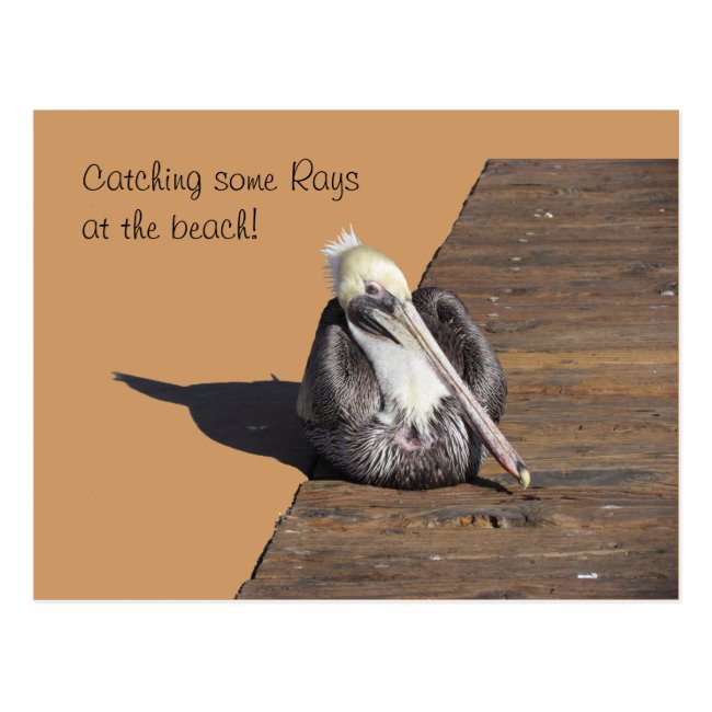 Postcard - Pelican on Pier