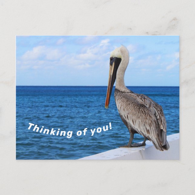 Postcard - Pelican - Thinking of You (Front)