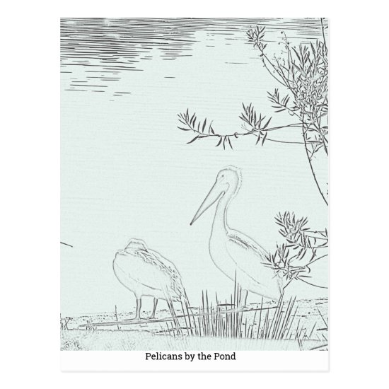 Postcard - Pelicans by the Pond