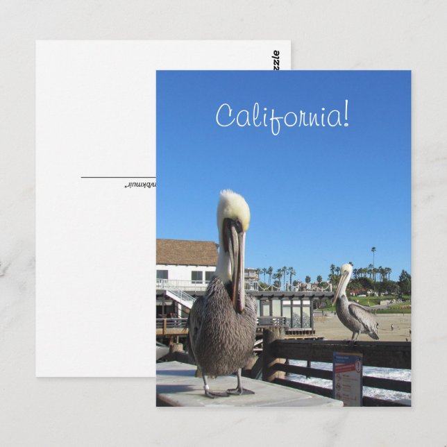 Postcard - Pelicans on Pier (Front/Back)