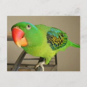 Postcard: Philippine Blue Nape Parrot Postcard