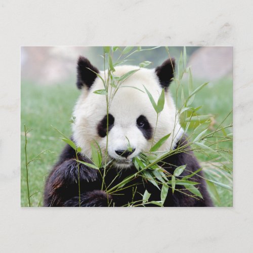Postcard Photo giant panda  animals 0329