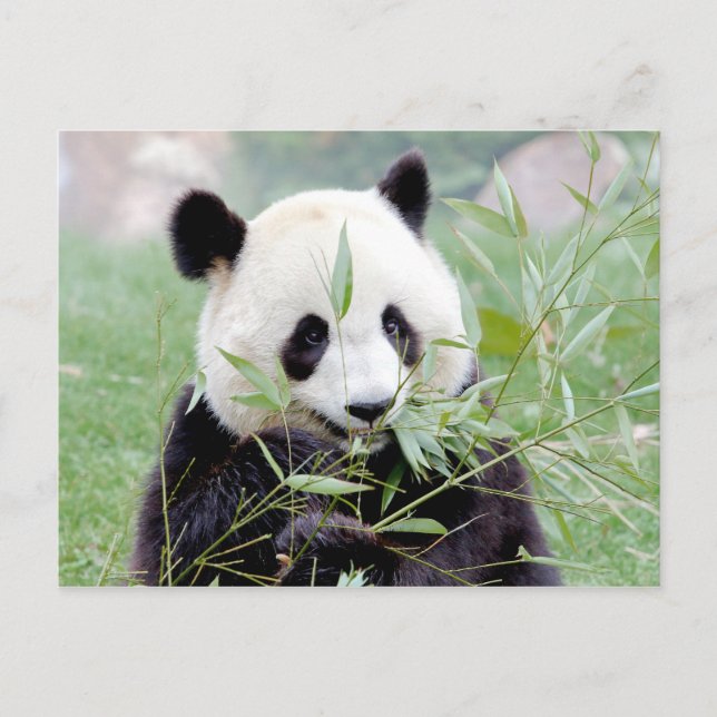 Postcard Photo giant panda , animals 0331. (Front)
