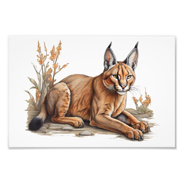 Postcard Photo Print (Front)