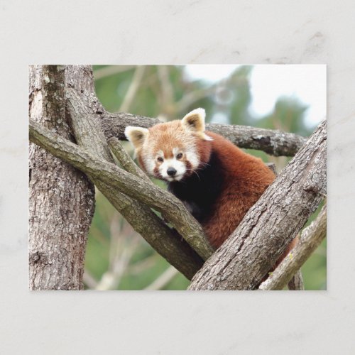 Postcard Photo red panda  animals 0501