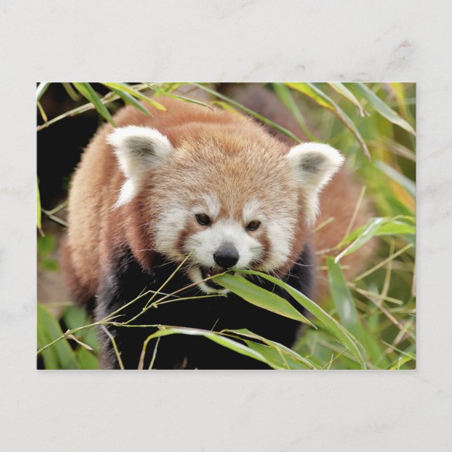 Postcard Photo red panda , animals 0506. (Front)