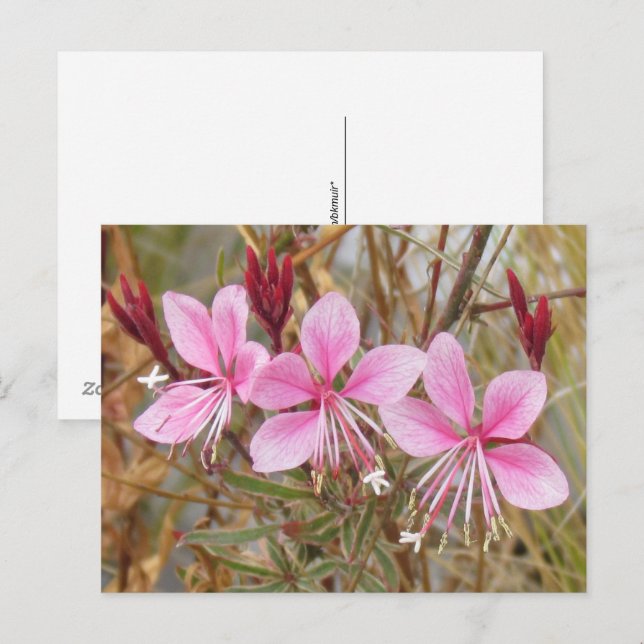 Postcard - Pink Guara (Front/Back)