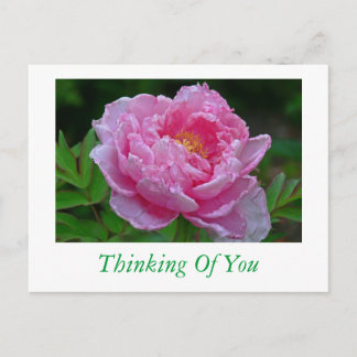 POSTCARD, "PINK PEONY/THINKING OF YOU" POSTCARD