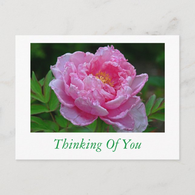 POSTCARD, "PINK PEONY/THINKING OF YOU" POSTCARD (Front)