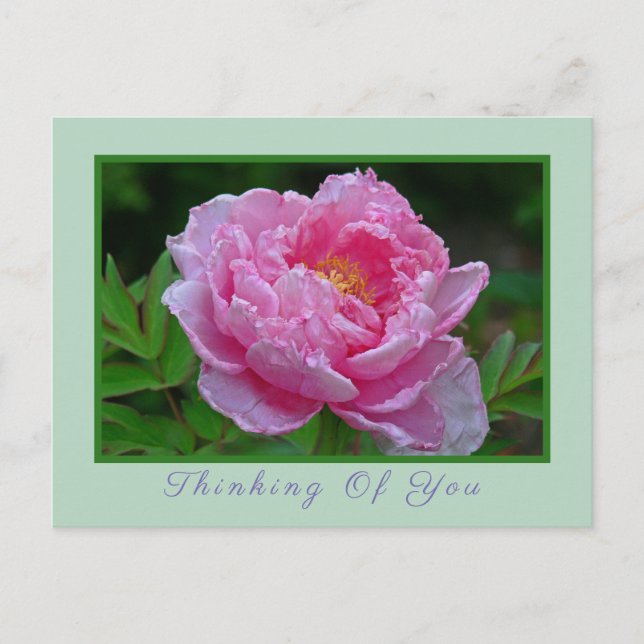 POSTCARD, "PINK PEONY/THINKING OF YOU" POSTCARD (Front)