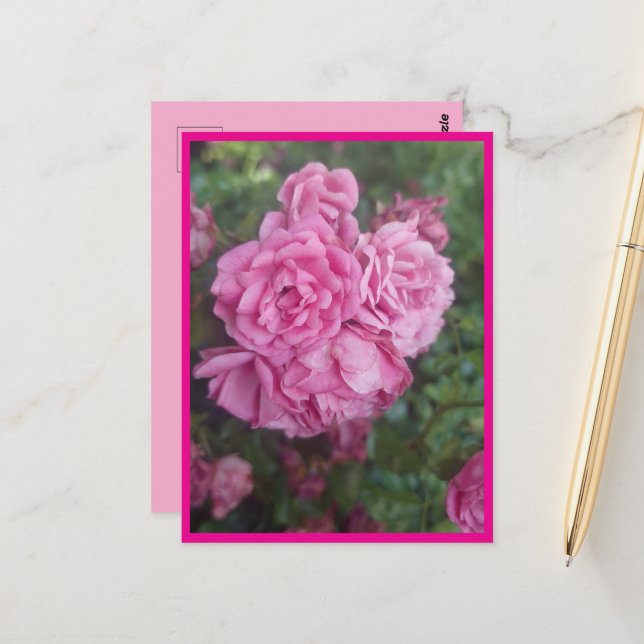 postcard pink rose (Front/Back In Situ)