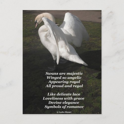 Postcard Poem Swans Are Majestic By Ladee Basset