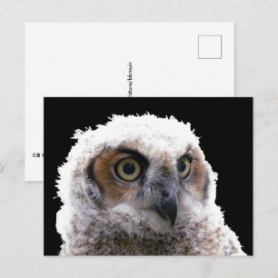 Postcard - Portrait of Young Owl