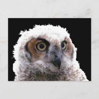 Postcard - Portrait of Young Owl