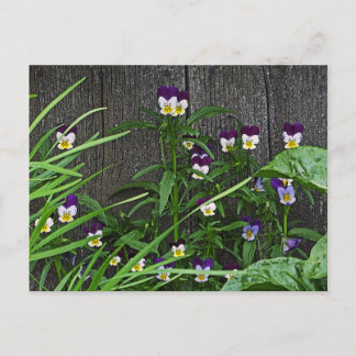 postcard, "PRETTY LITTLE VIOLAS" Postcard