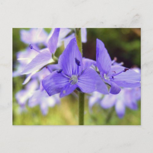 Postcard Pretty Purple Wildflowers Photo Postcard