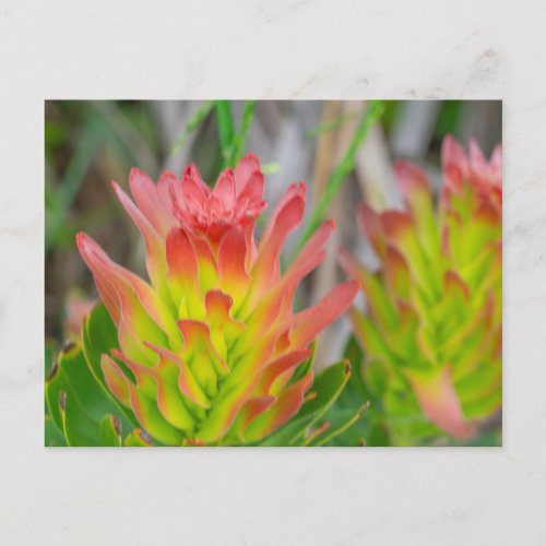 Postcard _ Protea in Kirstenbosch