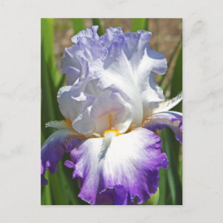 postcard, "PURPLE & WHITE IRIS WITH TOUCH OF GOLD" Postcard