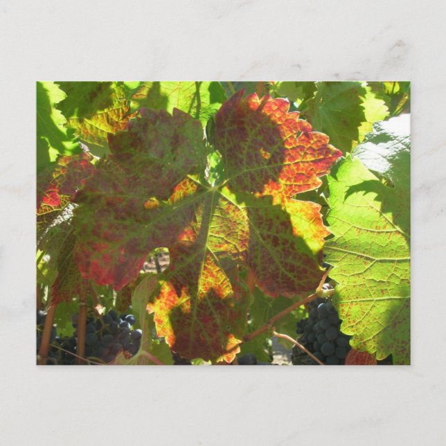 Postcard - Red Grape Leaf on Vine (Front)