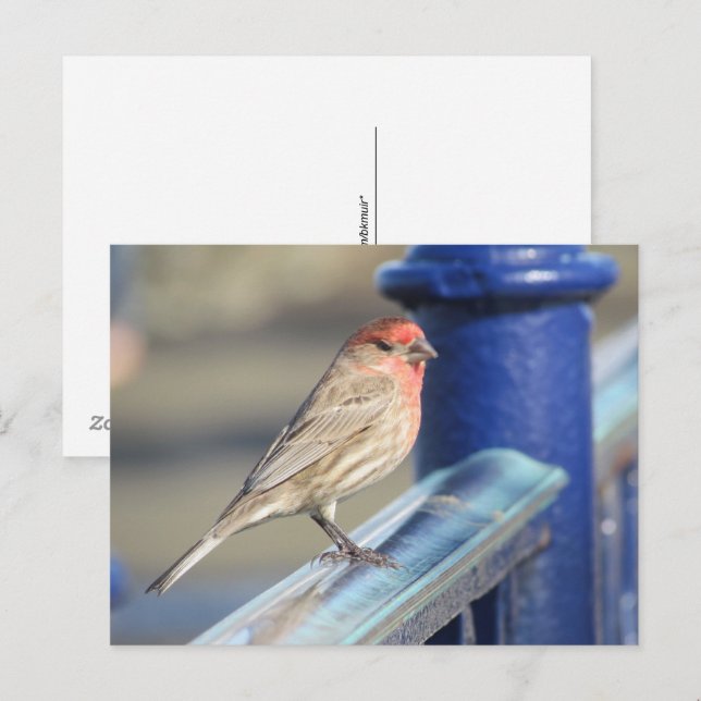 Postcard - Red Sparrow on Blue fence (Front/Back)
