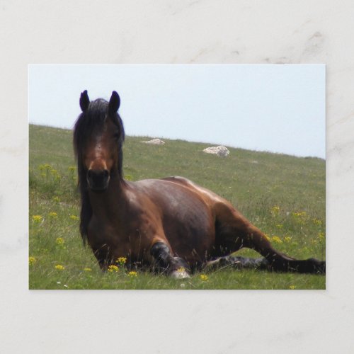 Postcard Resting Horse Postcard