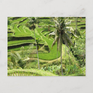 Postcard Rice Fields, Bali