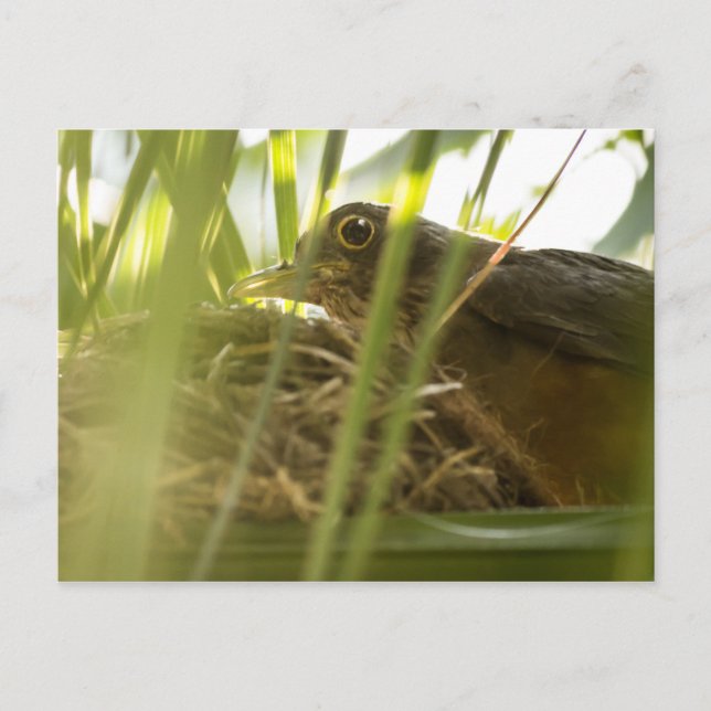 Postcard - Sabiá-Laranjeira | Paragraph 11 (Front)