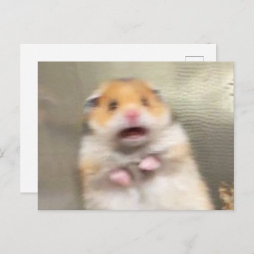 Postcard Scared Hamster Meme