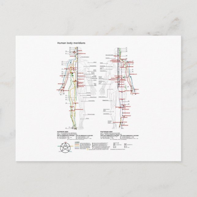 Postcard Schematic Chinese Meridians Musculature (Front)