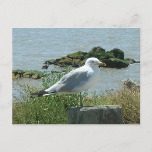 Postcard  Seagull on Piling