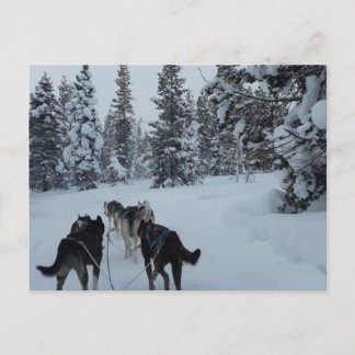 Postcard Siberian Husky Safari