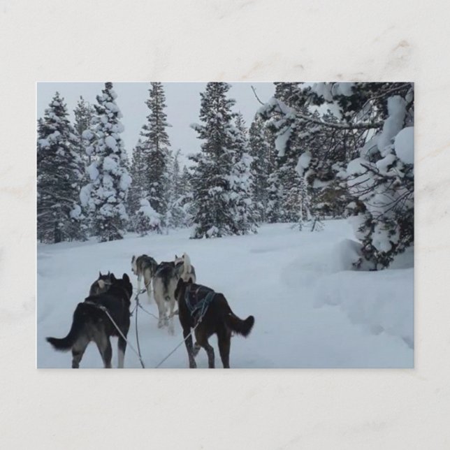 Postcard Siberian Husky Safari (Front)