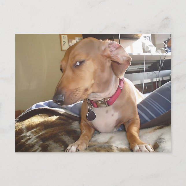 Postcard Side Eye Dog Meme (Front)